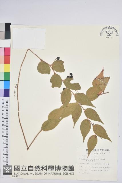 白珠樹藏品圖，第1張