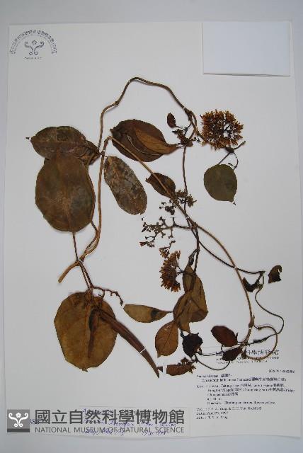 爬森藤藏品圖，第1張