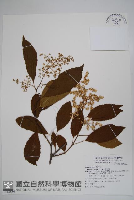 厚殼樹藏品圖，第1張