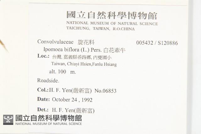 白花牽牛藏品圖，第2張