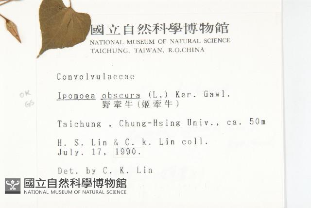 野牽牛藏品圖，第2張