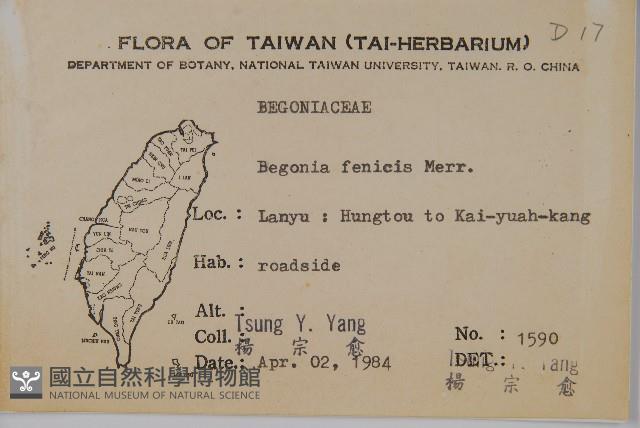 蘭嶼秋海棠藏品圖，第2張