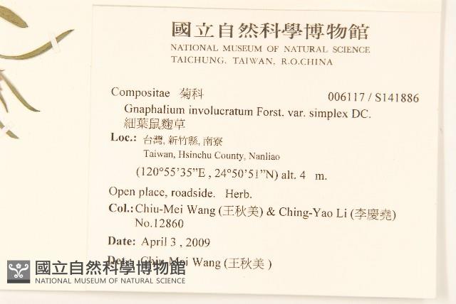 細葉鼠麴草藏品圖，第2張