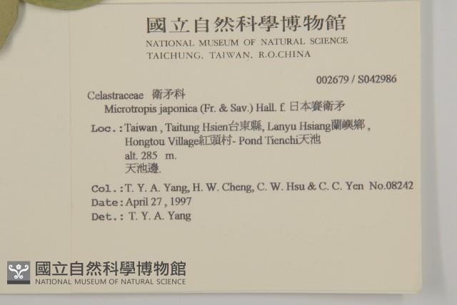 日本賽衛矛、日本假衛矛藏品圖，第2張