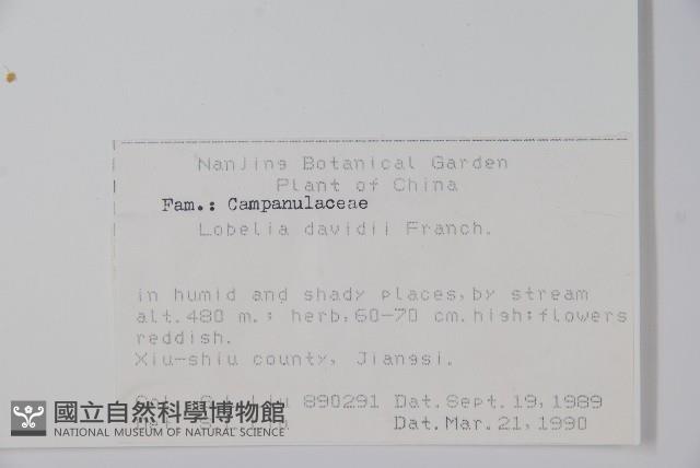 江南山梗菜藏品圖，第2張