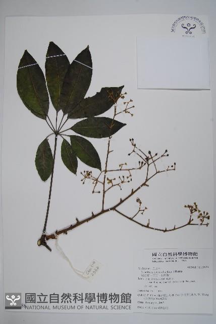 鵝掌柴、江某、鴨腳樹藏品圖，第4張