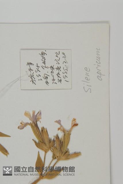 女婁菜藏品圖，第2張