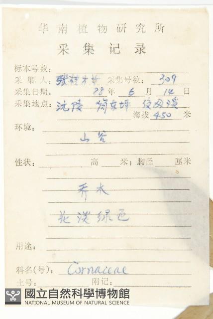 尖葉四照花藏品圖，第2張