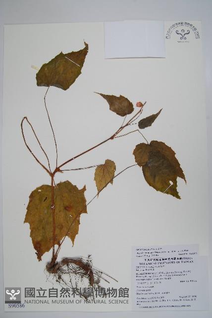 水鴨腳藏品圖，第1張