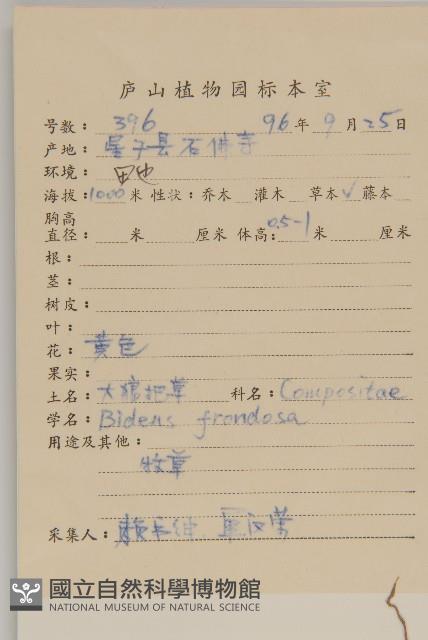 大狼把草藏品圖，第2張