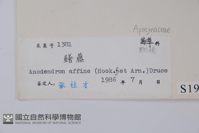 小錦蘭藏品圖，第2張