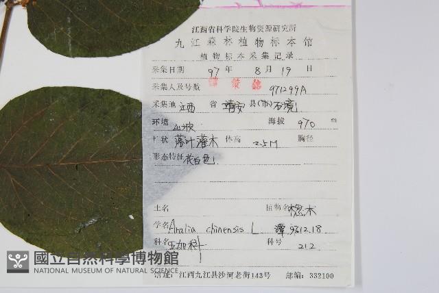 蔥木藏品圖，第2張