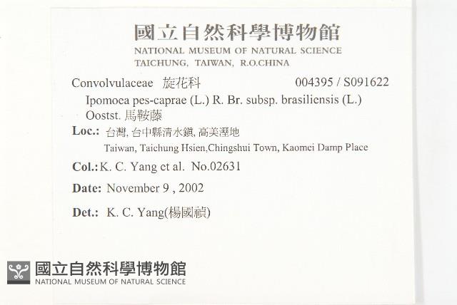 馬鞍藤藏品圖，第2張