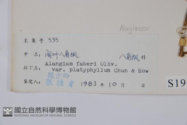 闊葉八角楓藏品圖，第2張