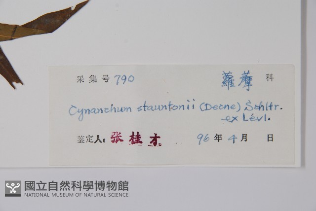 柳葉白前藏品圖，第2張