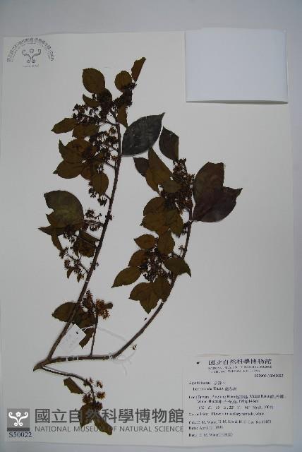 鐵冬青藏品圖，第1張