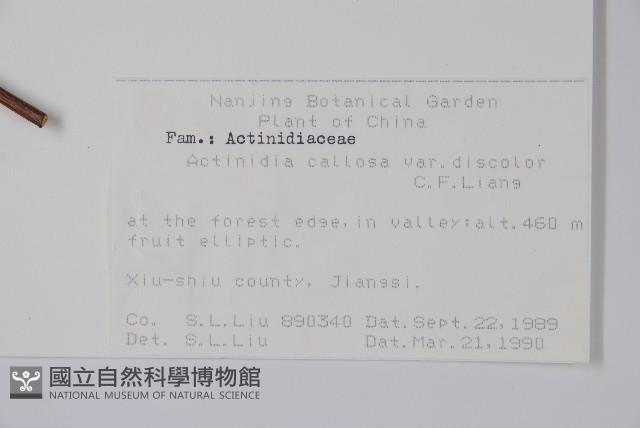 異色獼猴桃藏品圖，第2張