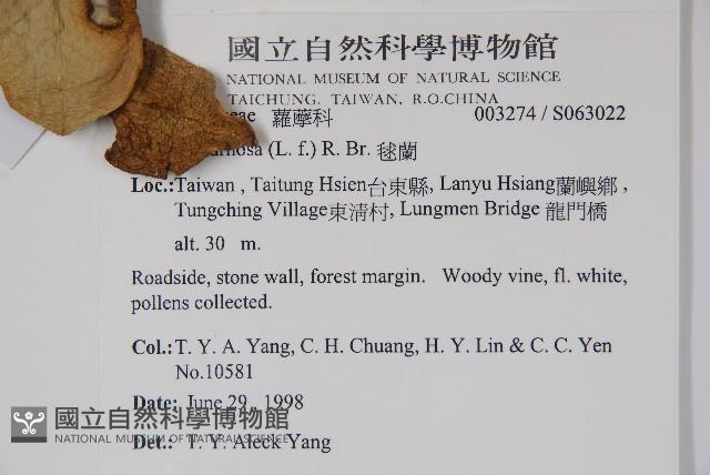 Common wax plant Collection Image, Figure 2, Total 2 Figures