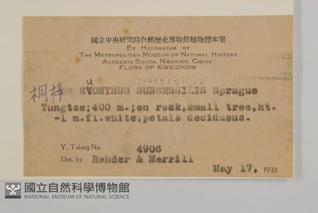 無柄衛矛藏品圖，第2張