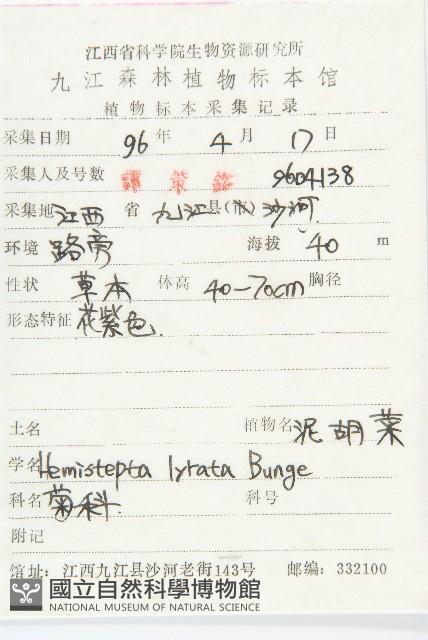 泥胡菜藏品圖，第2張