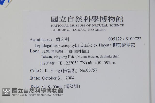 柳葉鱗球花藏品圖，第5張