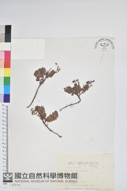 高山白珠樹藏品圖，第1張