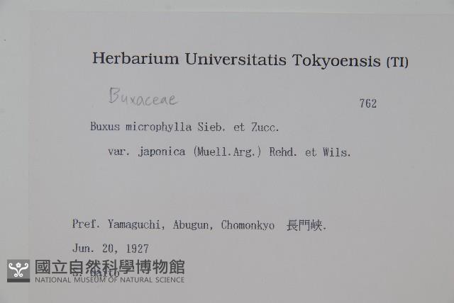 日本黃楊藏品圖，第2張