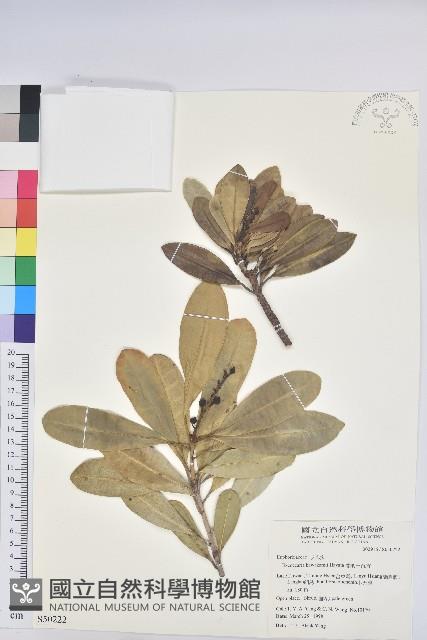 蘭嶼土沉香藏品圖，第1張