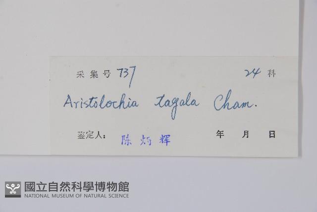 耳葉馬兜鈴藏品圖，第2張