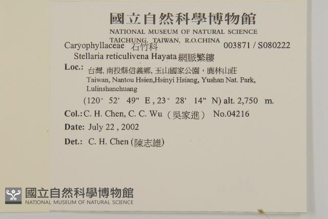 網脈繁縷藏品圖，第2張