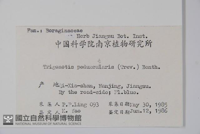 附地菜藏品圖，第2張