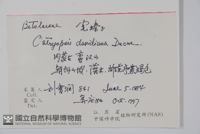 虎榛子藏品圖，第2張