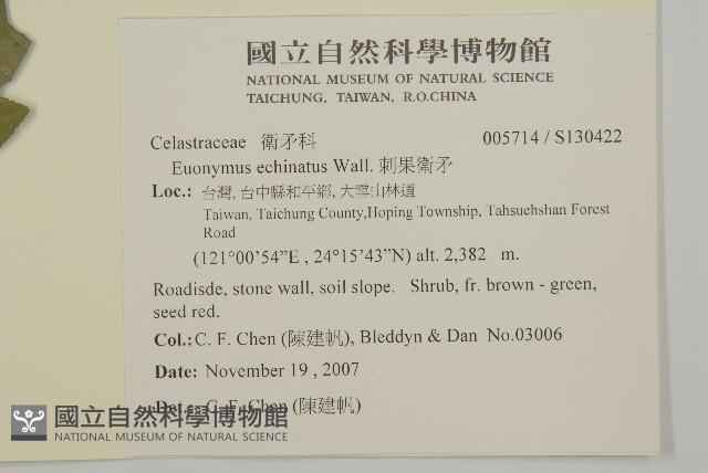 刺果衛矛藏品圖，第2張