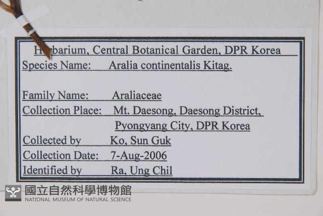 東北土當歸藏品圖，第2張