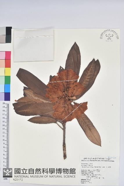 玉山杜鵑藏品圖，第1張