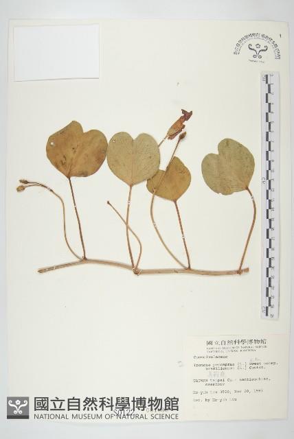 馬鞍藤藏品圖，第1張