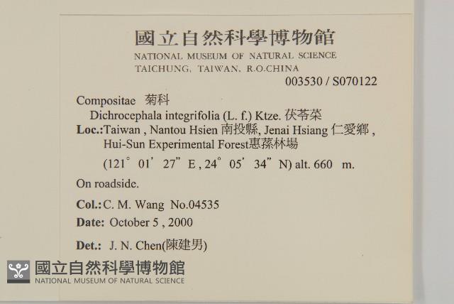 茯苓菜藏品圖，第2張