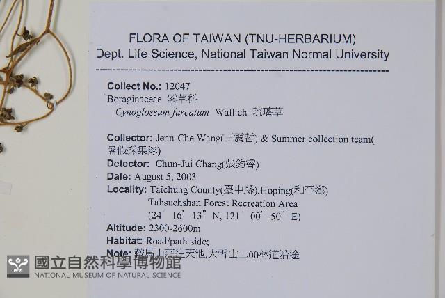 琉璃草藏品圖，第2張