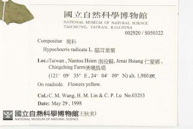 貓兒菊藏品圖，第2張