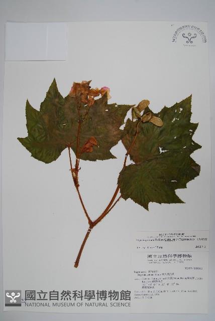 裂葉秋海棠藏品圖，第1張