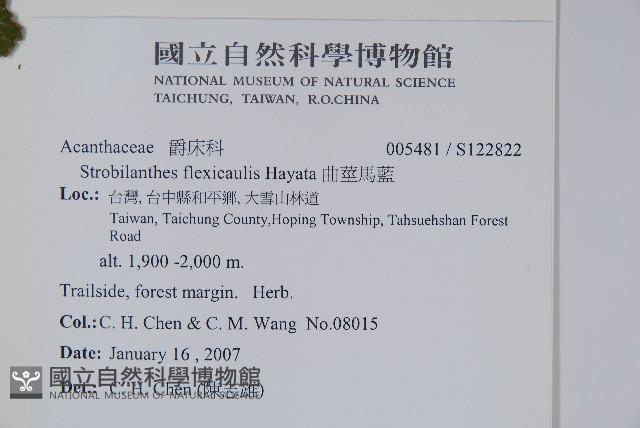 臺灣馬藍藏品圖，第2張