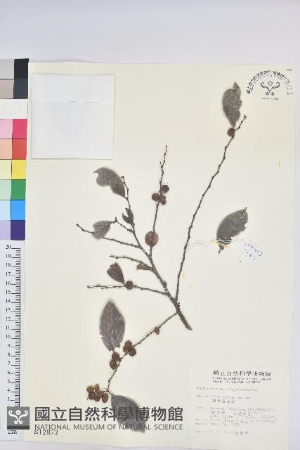 細葉饅頭果藏品圖，第1張