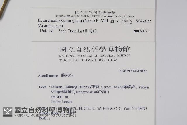 直立半插花藏品圖，第2張