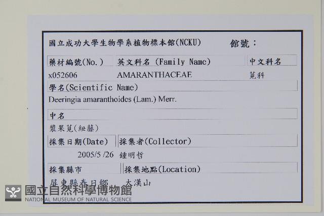 漿果莧、紐藤藏品圖，第2張