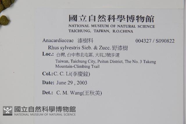 野漆樹藏品圖，第2張