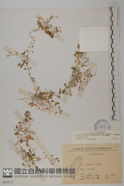 阿里山繁縷藏品圖，第1張