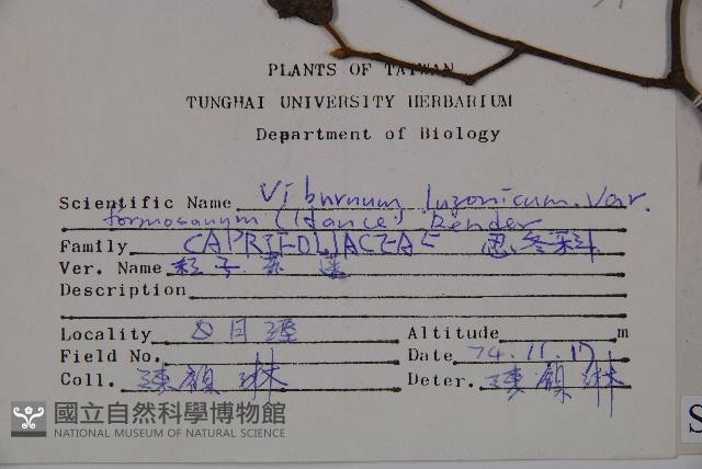 紅子莢迷藏品圖，第2張