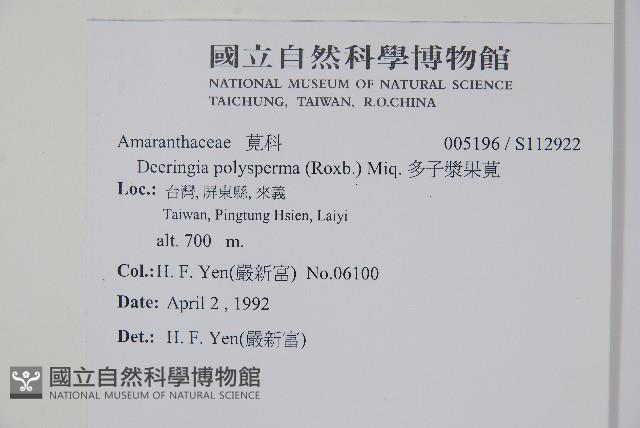 多子漿果莧藏品圖，第2張