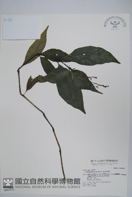 針刺草藏品圖，第1張