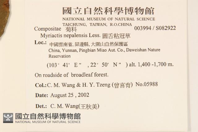 圓舌粘冠草藏品圖，第2張